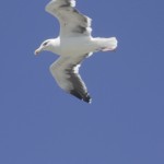 seagull1080p24-poster 1080p @ 24 FPS
