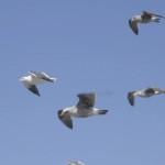 seagull1080p30-poster 1080p @ 30 FPS