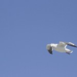 seagull720p60-poster 720p @ 60 FPS